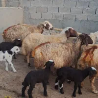 ۵راس گوسفند وبره