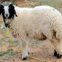 بره نر ماده شیشک