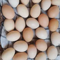 تخم‌مرغ لاری