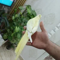 عروس هلندی اهلی|پرنده|تبریز, |دیوار