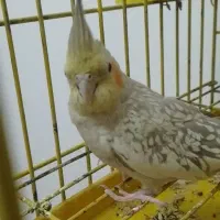 جفت عروس هلندی ۱۲۰۰|پرنده|باقرشهر, |دیوار