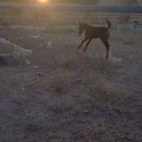 مادیان|اسب و تجهیزات اسبسواری|اسدآباد, |دیوار