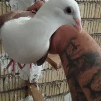 دوکت المانی درجه یک