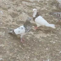 کمانگرپاکستانی|پرنده|اهواز, سپیدار|دیوار