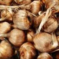 پیاز زعفران درجه یک بزرگ و سالم...