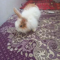 خر گوش زیبا وتمیز