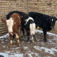 گوساله نر|حیوانات مزرعه|بوئین زهرا, |دیوار