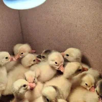 لامپ گرمایشی حرارتی ۱۰۰وات برا گرمایش حیوانات|لوازم جانبی حیوانات|رشت, استقامت ۱|دیوار