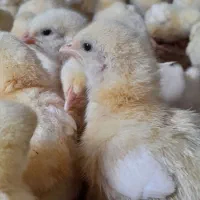 جوجه گوشتی راس وزن گیری بالا|حیوانات مزرعه|گالیکش, |دیوار