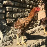 مرغ لاری نسل دار