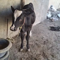 گاو شیری با گوساله ماده|حیوانات مزرعه|گنبد کاووس, |دیوار