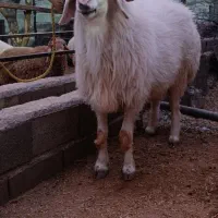 فروش غوچ داشتی به ضمانت