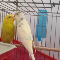 فوری مرغ عشق