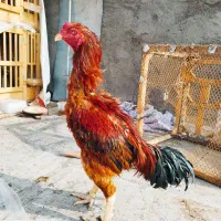 خروس لاری ندید|حیوانات مزرعه|تهران, پارک شهر|دیوار