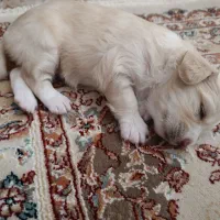 واگذاری سگ ماده|سگ|کرمان, |دیوار