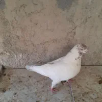 نر کله برنجی