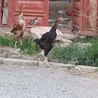 مرغ و خروس لاری