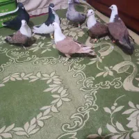 هشت عدد کفتر پرشی و نر