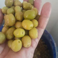 زیتون...طارم