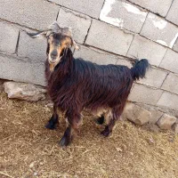 بز تیشتر بیگ|حیوانات مزرعه|شوشتر, |دیوار