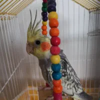 عروس هلندی نر