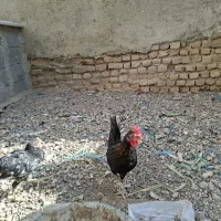 مرغ و خروس گلین