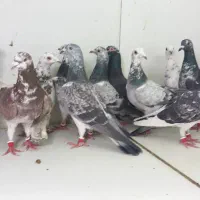 دسته ۲۲تایی پرشی سار سوسکی