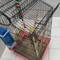 عروس هلندی 4میلیون با قفس|پرنده|الیگودرز, |دیوار