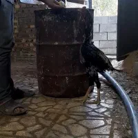 خروس لاری ۵.۵ دونگ|حیوانات مزرعه|مشکیندشت, |دیوار