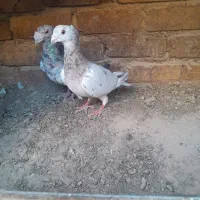 کفتر جفت سارفروشی