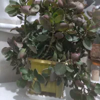 گیاه