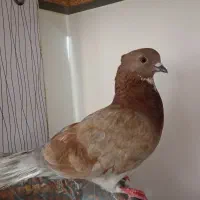 کفتر خشگل