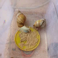 حلزون البینو