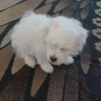 سگ شیتزو ۴ ماه ماده