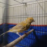 جوجه قناری اوپال