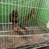 جفت گرینچیک نرماده زمانتی باقرمزی بالا|پرنده|زابل, |دیوار