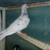 چندکبوترفروشی برای هواوجوجه کشی واکسن خورده|پرنده|مشهد, کوشش|دیوار