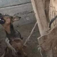 واگذاری سگ. پاکوتاه|سگ|سیمین شهر, |دیوار