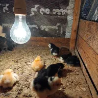 جوجه‌گلین‌پنگونی‌طوسی‌چهل‌تاج