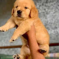 گلدن رتریور