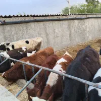 گوساله نر لاغر برای پروار