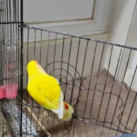 جفت کوتوله برزیلی|پرنده|بابلسر, |دیوار