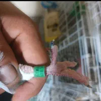 کبوتر پلاکی  چین  عراق. دریایی