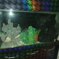 آکواریوم|ماهی|ری, جوانمرد قصاب|دیوار