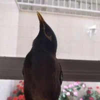 مرغ مینا سخنگووکاملادستی