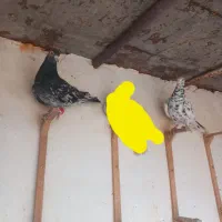 کبوتر از هوا گرفتم