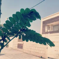 منزل ویلایی تریبلکس