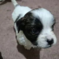 توله شیواوا اشپیتز