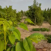 1000متر-قابل-معاوضه