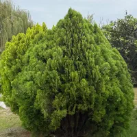 فروش سرو خمرهای ، درختچههای زینتی|گل و گیاه طبیعی|سرخرود, |دیوار